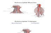 8 Posterior Triangle of the Neck E-learning