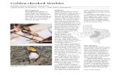 Golden Cheeked Warbler(Bird Info)