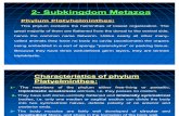Subkingdom Metazoa 2