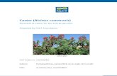 Castor (Ricinus communis): Potential of castor for bio-fuel production