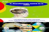Clase17 El Ojo III Neurofisiologia Central de La Vision