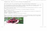 Mulberries - How to Grow, Prune, Propagate Etc