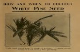 42706702 How and When to Collect Pine Seeds