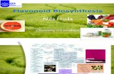 Natural Product Chemistry - Flavonoid Biosynthesis - Nila Huda