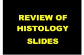 Histo,Review Slides