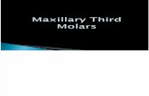 (Oral Ana) Max 3rd Molars