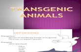 Transgenic Animals 1
