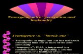 Transgenic Animals 4