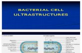 Lecture 3 Bacterial Ultra Structure