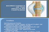 Bio Mechanics of the Articular Cartilage