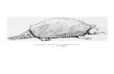 17286893 Glyptodonts of North America
