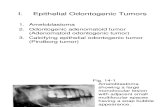 Chapter 14 Odontogenic Benign Tumors of the Jaws.slides