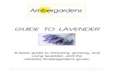 Amber Gardens Lavender Guide
