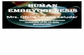 Human Embryo Genesis