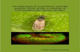 Morphological transitions and the genetic basis of the evolution of extraembryonic tissues in flies