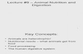 9 - Animal Nutrition and Digestion, Before