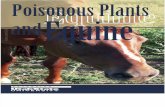 Equine Poisonous Plants