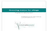 Growing Maize for Silage