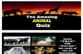The Amazing Animal Quiz