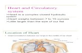 Heart and circulatory system