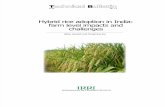Hybrid Rice Adoption in India: Farm Level Impacts and Challenges (TB 14)