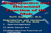 Reproductive and Hormonal Function of the Male