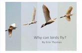 Why Can Birds Fly PP