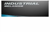 Industrial Melanism