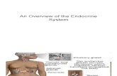 An Overview of the Endocrine System
