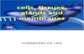 Cells, Tissues, Glands and Membranes HO