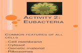 bio3: eubacteria