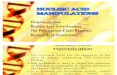 Nucleic Acid Manipulations