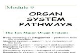 Organ System Nat Sci2