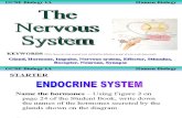 The Nervous System and Reflex Arc (2)
