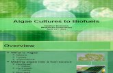 Algae Cultures to Biofuels[1]