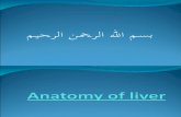 Anatomy of liver new