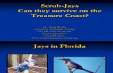 Scrub Jays Can They Survive on the Treasure Coast