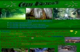 Information About Forest