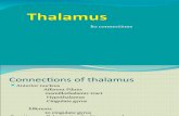 Thalamus and Its Connections
