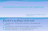 Bio Mechanics of Nerve 03