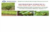 Jatropha Cultivation Compared to Acacia Cultivation
