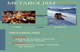 09 Metabolism