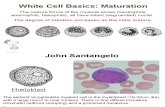 White and Red Cells Developement