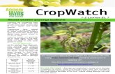 Adelaide Hills Crop Watch 180909