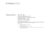 Inoculation of indicator plantas for detection of plant viru