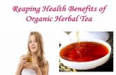 Reaping health benefits of organic herbal tea