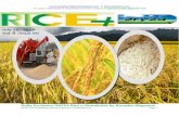 28th july (tuesday),2015 daily exclusive oryza rice e newsletter by riceplus magazine