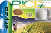 29th september,2015 daily exclusive oryza rice e newsletter by riceplus magazine