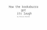 How the kookaburra got its laugh issuu