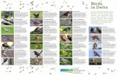 Birds in Delta Guide